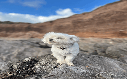 Maltese dogs for stud: Meet Miko! - Image 3