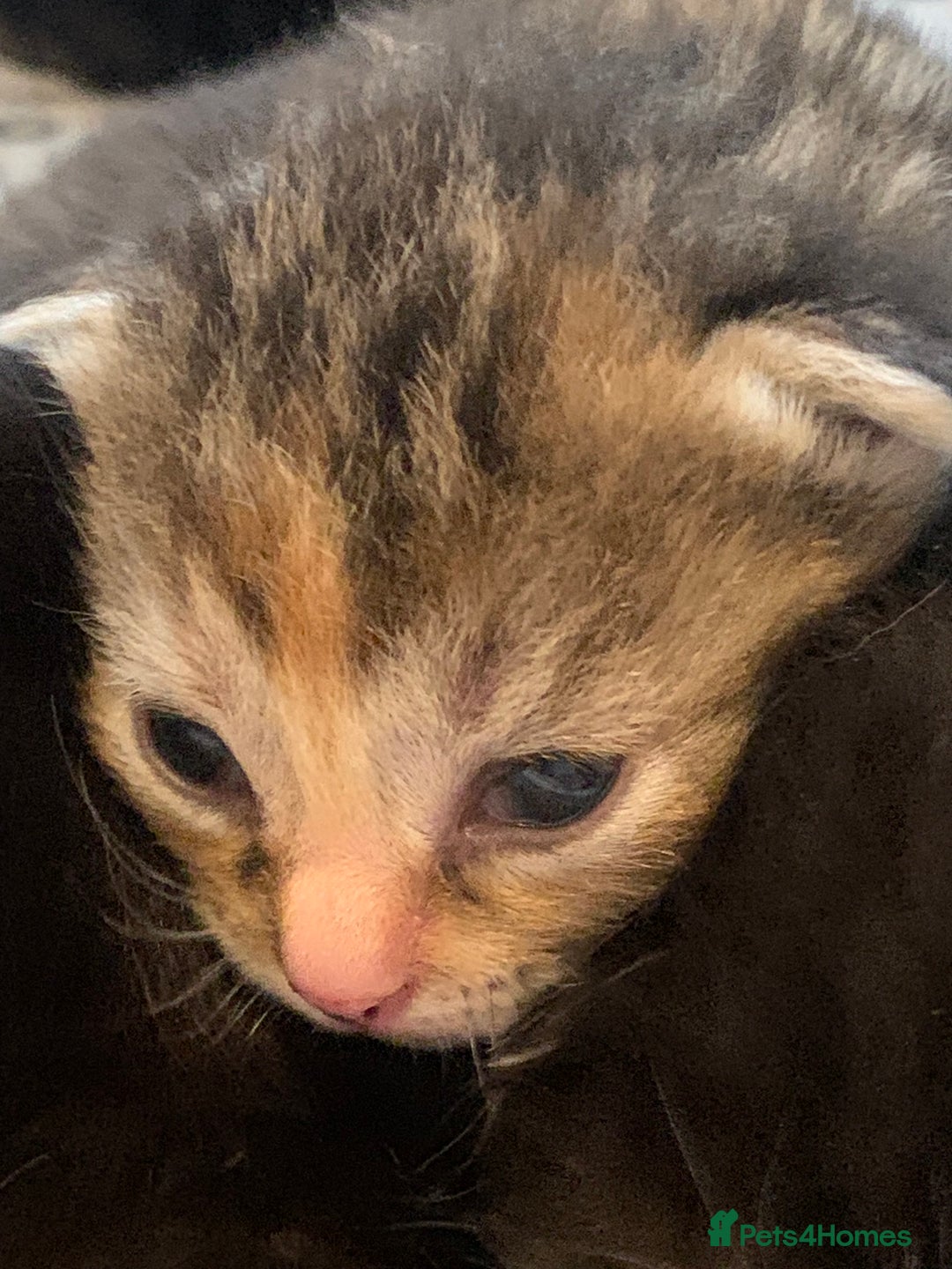 Bengal cats for sale: Bengal & bsh female kitten ready to leave 2nd nov - Image 4