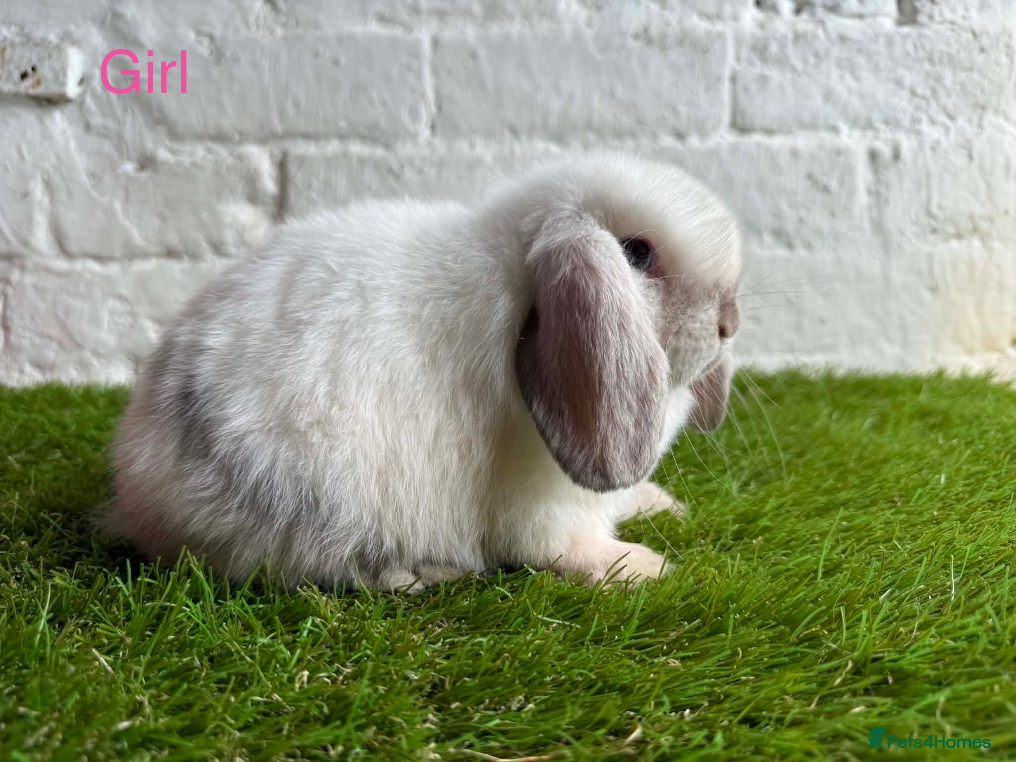 Mini Lop rabbits Stunning Mini Lops ready to leave now  - Advert 1