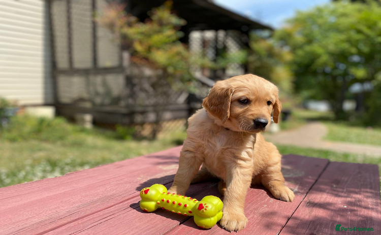Golden Retriever dogs - Advert 1