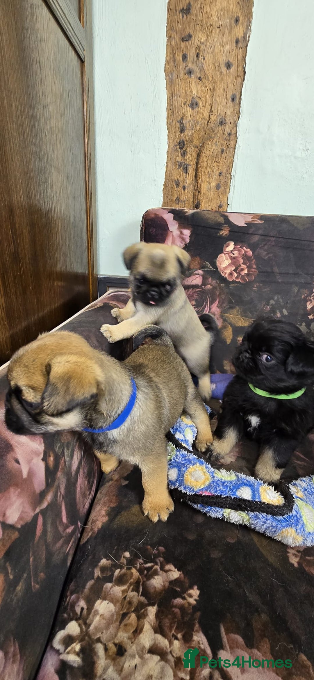 Pug dogs for sale: Beautiful Pure Pug Puppies 8 weeks old! 🐾 - Image 3