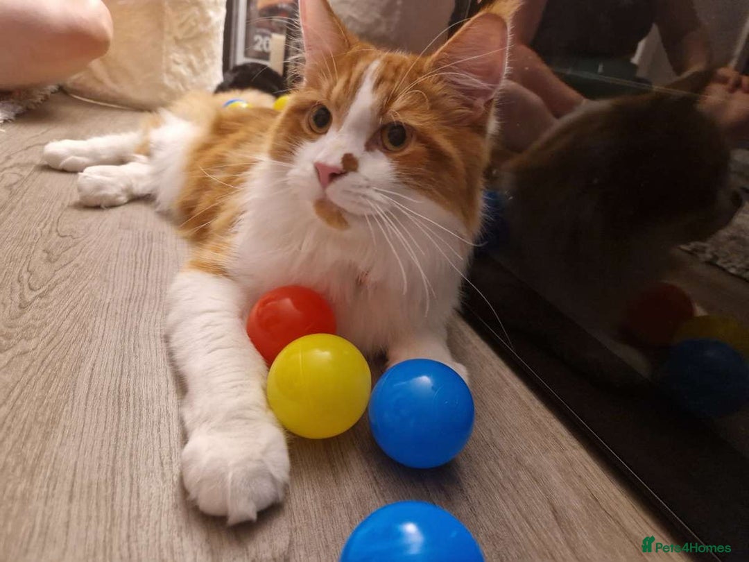 Maine Coon cats for sale: 2 year old main coon  - Advert 3