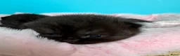 British Shorthair cats for sale: British shorthair kittens  - Advert 11