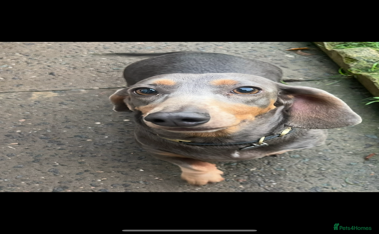 Dachshund dogs Miniature dachshund girl, Isabella  - Advert 1