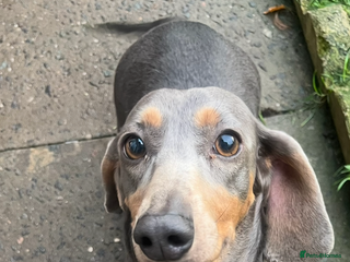 Dachshund dogs Miniature dachshund girl, Isabella - Advert 3