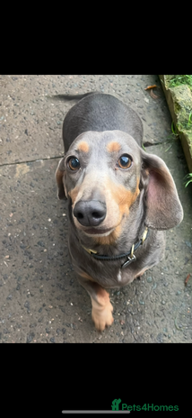 Dachshund dogs Miniature dachshund girl, Isabella - Advert 2