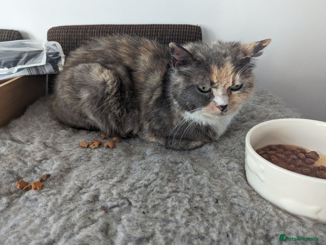 British Shorthair cats for sale: 13 year old lady looking for her forever home  - Advert 5