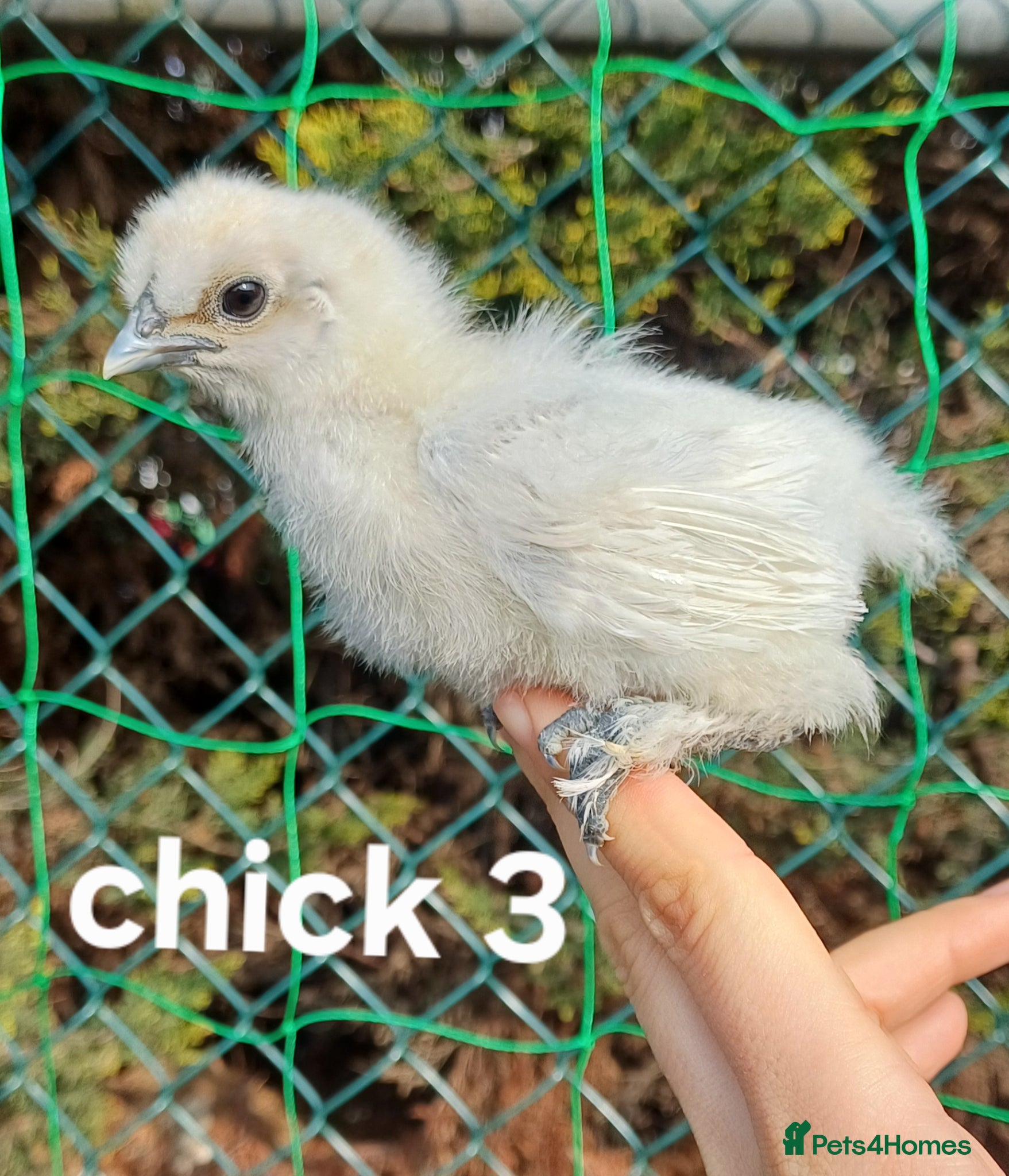 Chickens poultry Silkie chicks available now & hatching eggs - Advert 11