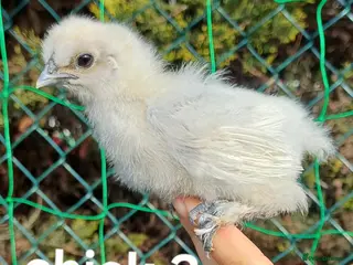Chickens poultry Silkie chicks available now & hatching eggs - Advert 11