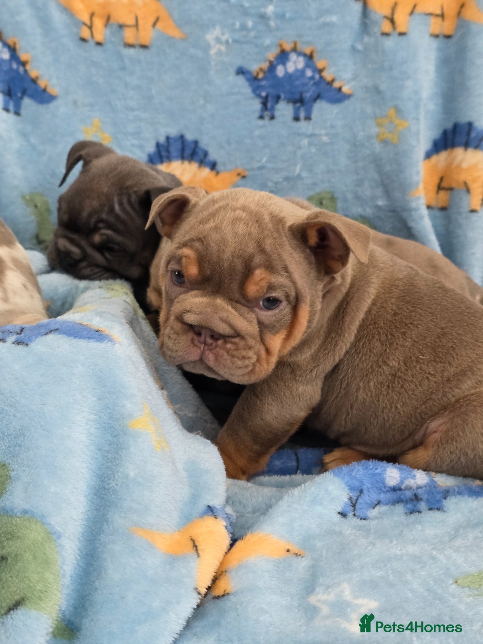 English Bulldog dogs british bulldog pups - Advert 5