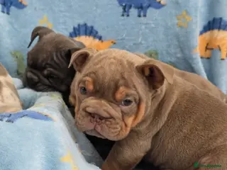 English Bulldog dogs british bulldog pups - Advert 5