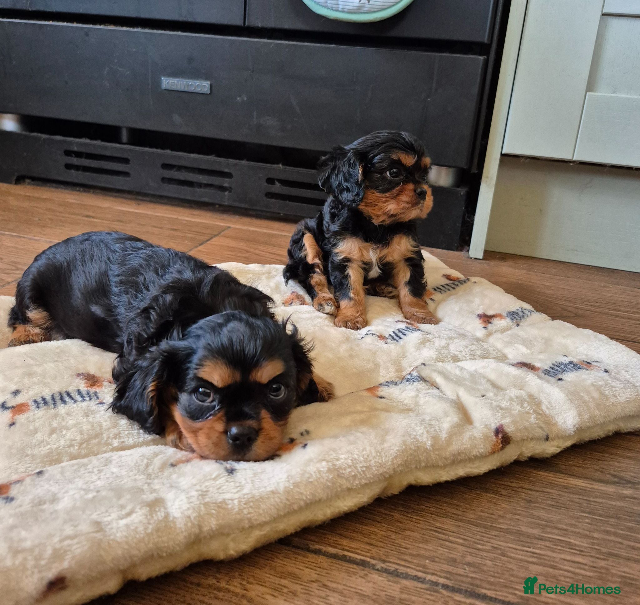 Cavalier King Charles Spaniel dogs * REDUCED * Cavalier King Charles Male Puppies  - Advert 2