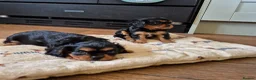 Cavalier King Charles Spaniel dogs for sale: *LASY BOY* *READY * Cavalier King Charles Puppies  - Advert 1