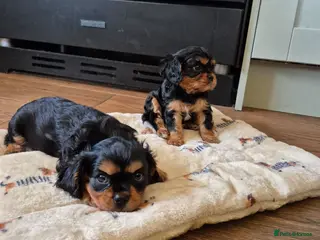 Cavalier King Charles Spaniel dogs * REDUCED * Cavalier King Charles Male Puppies - Advert 6