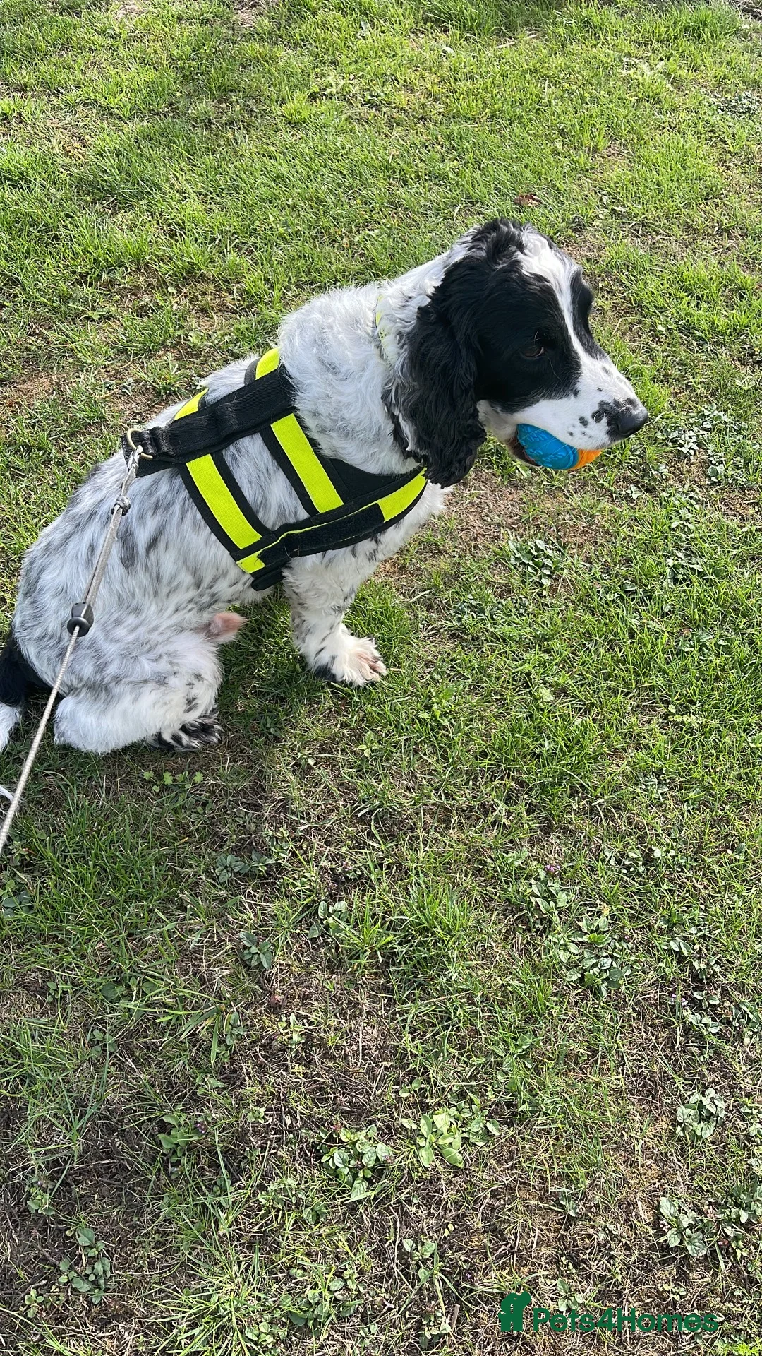 Cocker Spaniel dogs for sale: One very gorgeous boy - Advert 1