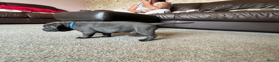Mixed Breed Puppy 2