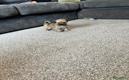 Zuchon dogs for sale: Shihzu x Bichon x Westie - Image 14