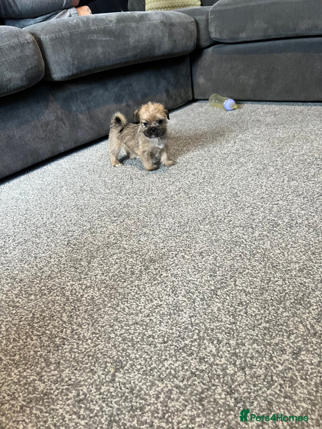 Zuchon dogs for sale: Shihzu x Bichon x Westie - Image 14