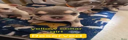 French Bulldog dogs for sale: French bulldog puppies  - Advert 30