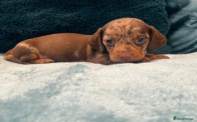 Miniature Dachshund dogs - Advert 3