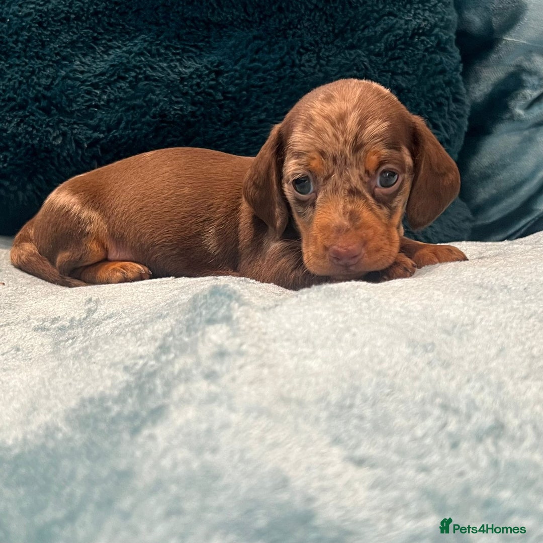 Miniature Dachshund dogs for sale: Stunning kc reg miniature dachshunds  - Image 3