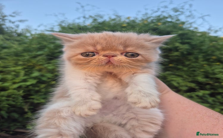 Persian cats - Advert 1