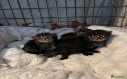 British Longhair cats for sale: Kittens for sale  - Image 15