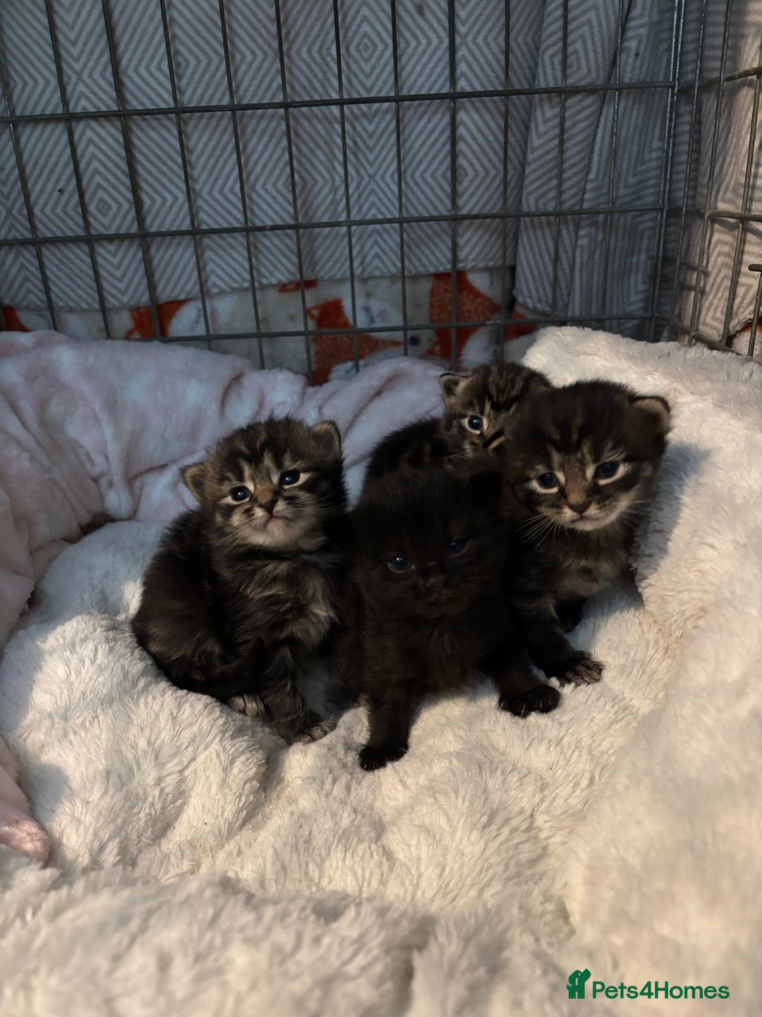 British Longhair cats for sale: Kittens for sale  - Image 15