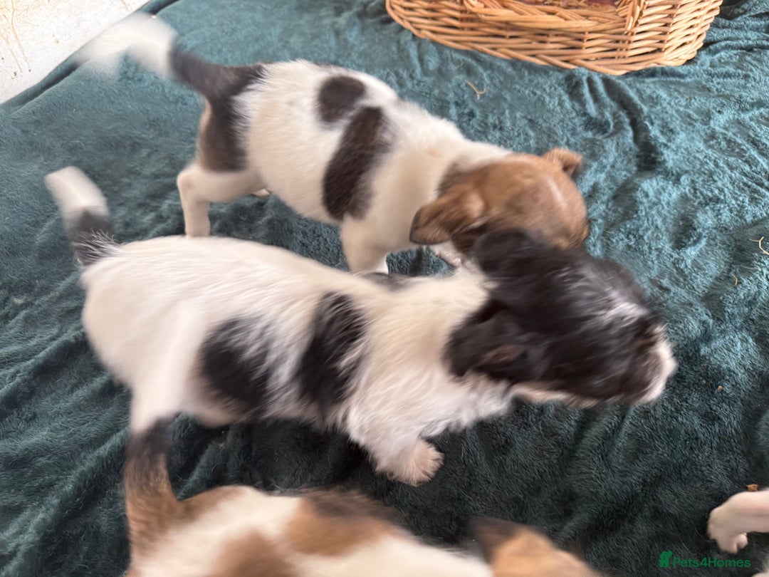 Jack Russell dogs for sale: Jack Russell puppies rough/smooth coat ready now  - Image 13