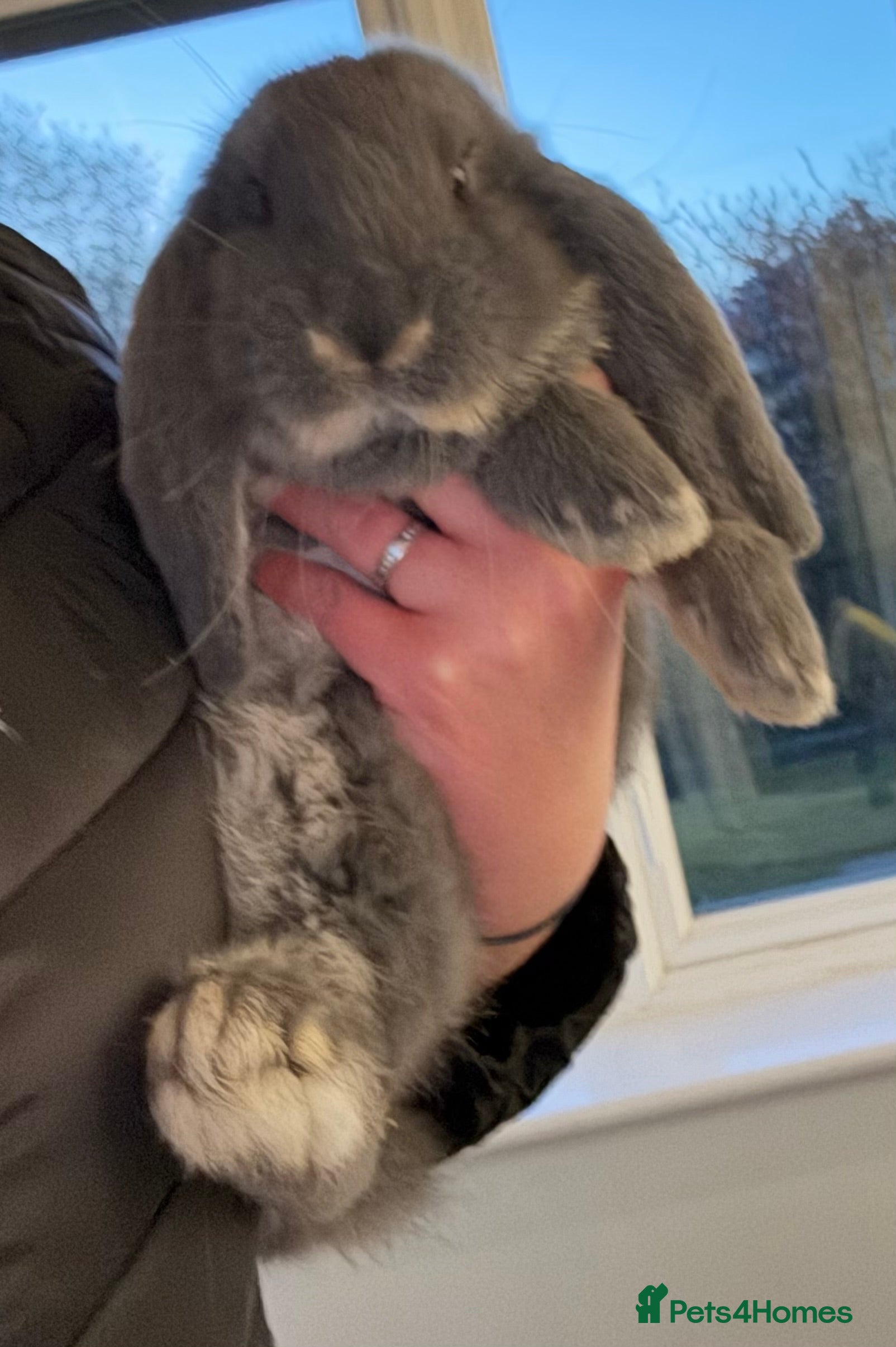 French Lop rabbits 1 Stunning French lop buck.   - Advert 15