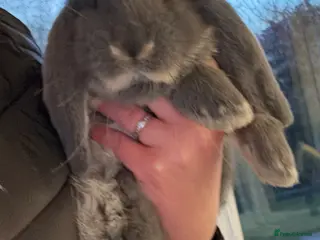 French Lop rabbits 1 Stunning French lop buck. - Advert 15