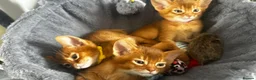 Abyssinian cats for sale: Abyssinian kittens  - Advert 7