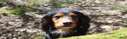 Cocker Spaniel dogs for stud: Health Tested Black & Tan W/Cocker Spaniel Stud in Totnes - Advert 8