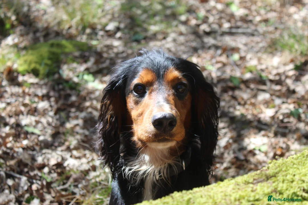 Cocker Spaniel dogs for stud: Health Tested Black & Tan W/Cocker Spaniel Stud in Totnes - Advert 8