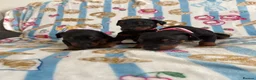 Dobermann dogs for sale: Kc reg Health tested parents Black and Tan girls  - Advert 2
