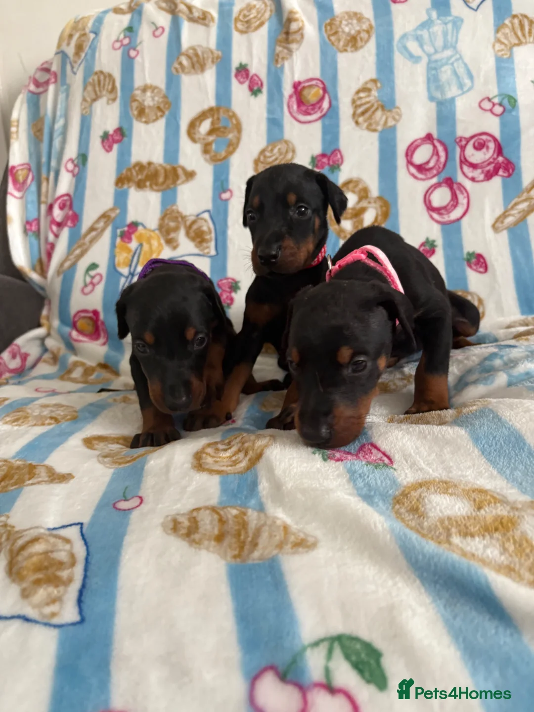 Dobermann dogs for sale: Kc reg Health tested parents Black and Tan girls  - Advert 2