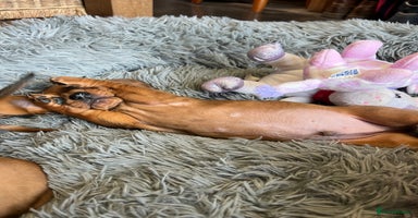 Dachshund dogs - Advert 15