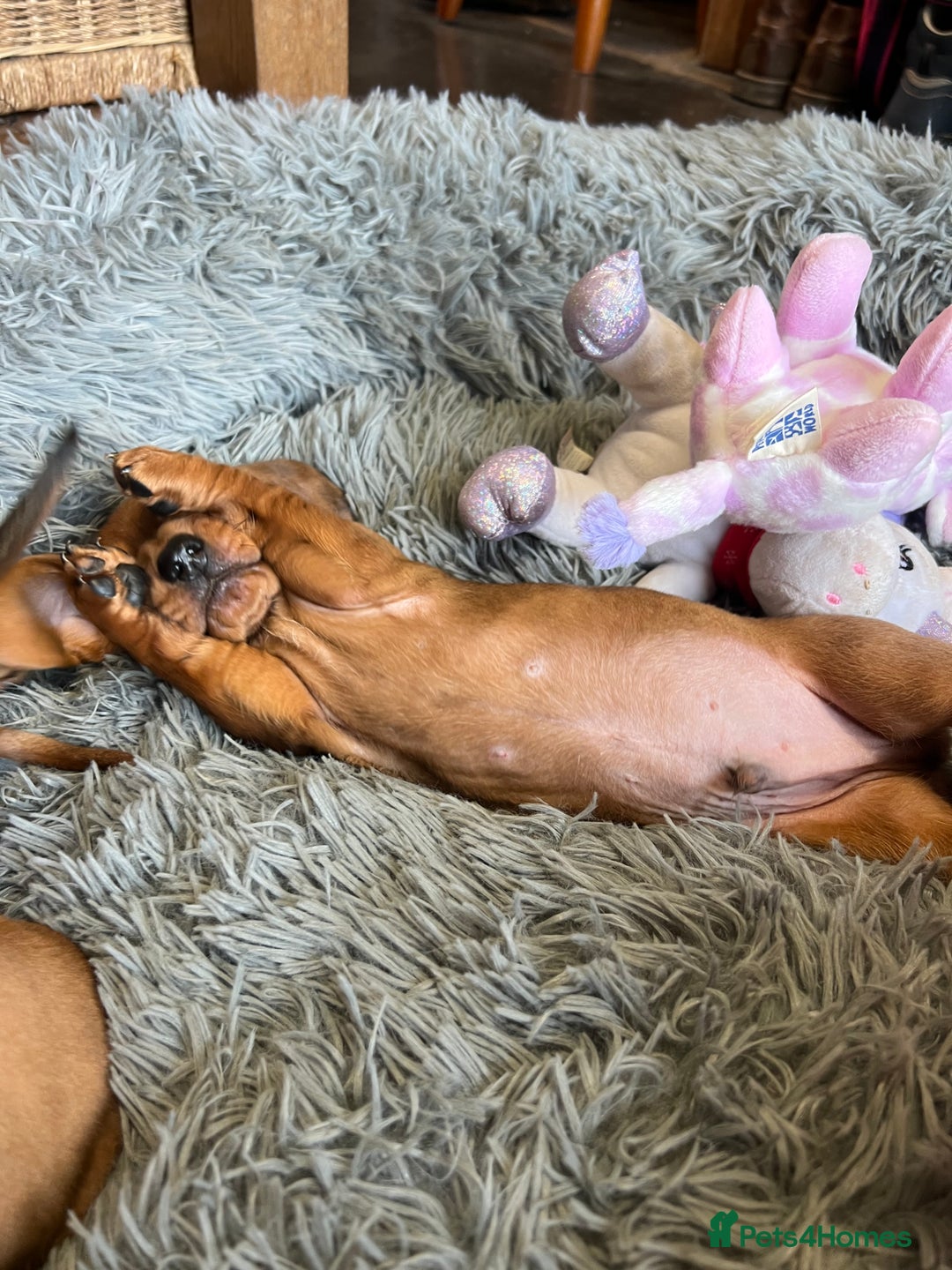 Dachshund dogs for sale: 🐾Little Dachshund Puppies🐾 - Image 4