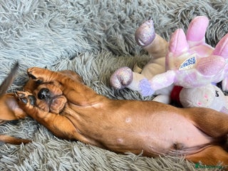 Dachshund dogs - Advert 2