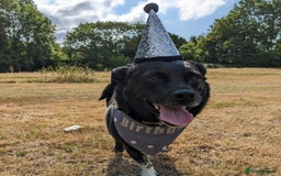 Mixed Breed dogs for adoption: Winston (Tripaw Terrier mix) - Image 8