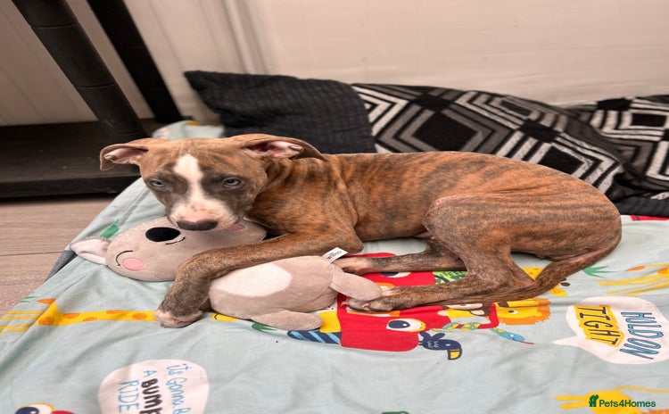 Mixed Breed dogs - Advert 1