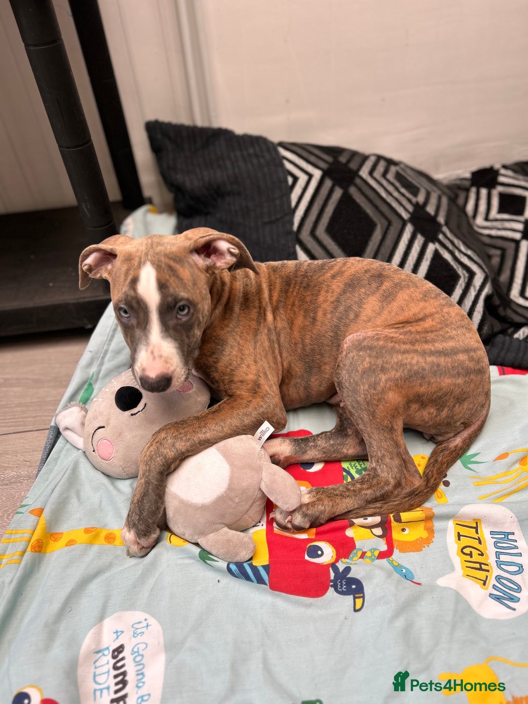 Mixed Breed dogs for sale: Daisy a lurcher hybrid  - Image 1