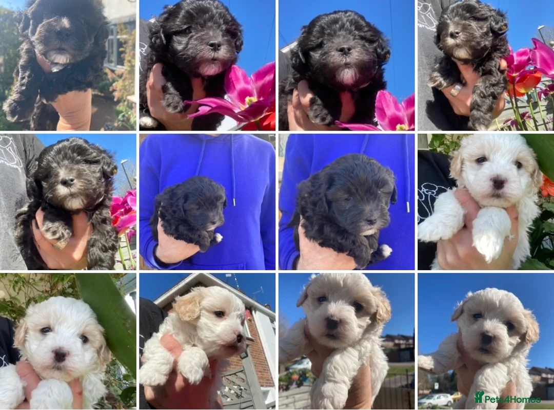 Toy Poodle dogs for stud: Stunning Maltese Boy at STUD in Coventry - Advert 6