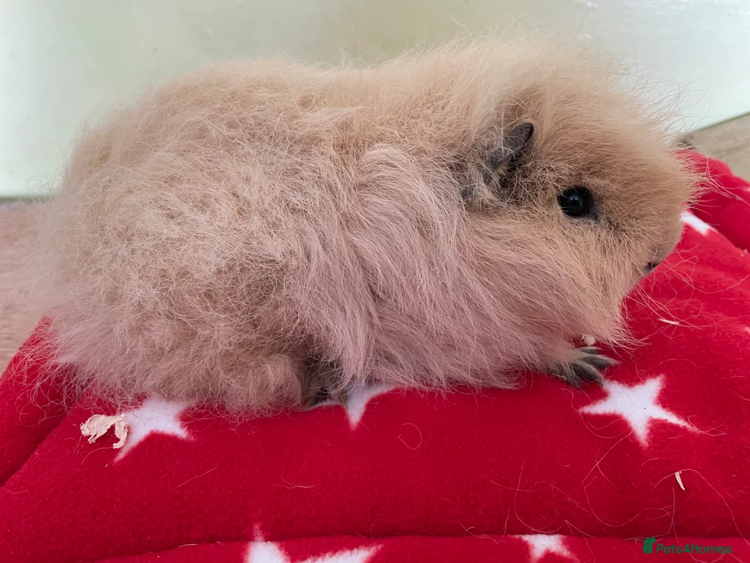 Guinea Pig rodents for sale: Swiss boys - Advert 4