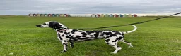 Dalmatian dogs for sale: 3 Yr old Female Dalmatian - Advert 3