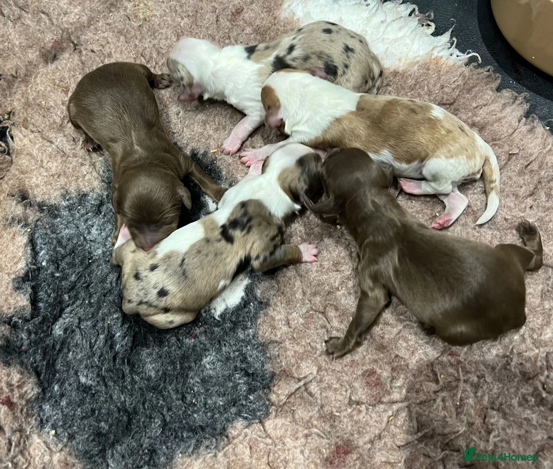 Miniature Poodle dogs for stud: Health Tested, Blue Merle Phantom Miniature Poodle in Middlesbrough - Advert 5