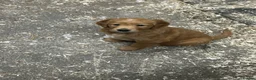 Golden Retriever dogs for sale: 2 Golden retriever bitch puppies available  - Advert 4