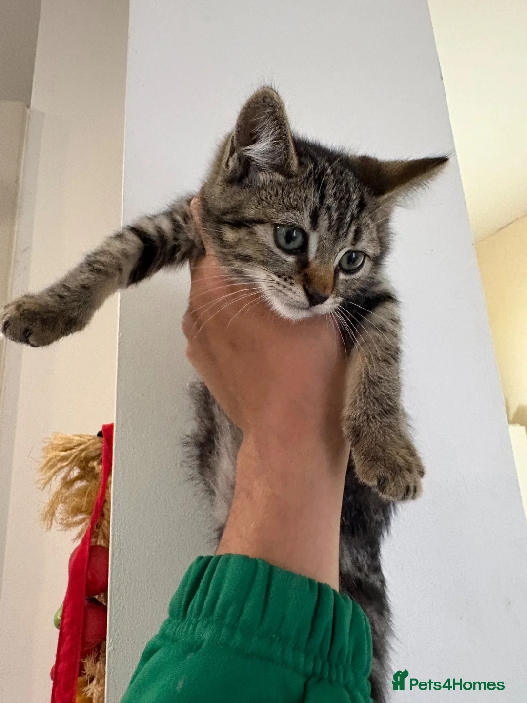 Mixed Breed cats for sale: 2 Friendly females for sale! - Advert 2