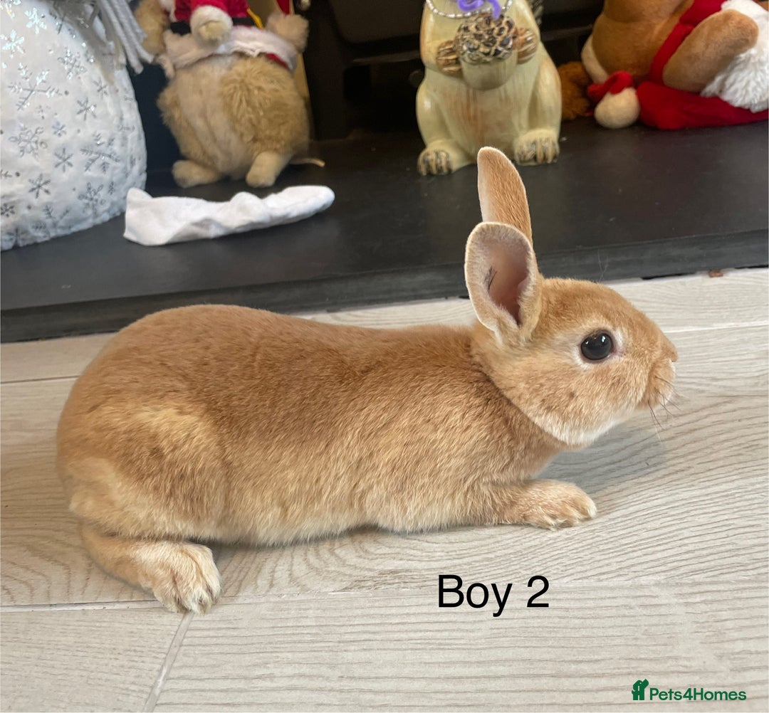 Rex rabbits for sale: 💖 9 week old mini Rex ready to leave 💙 - Advert 3