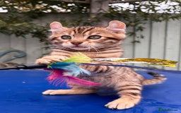 Keetso cats for sale: Rare curled eared rosetted keetso male  - Advert 8